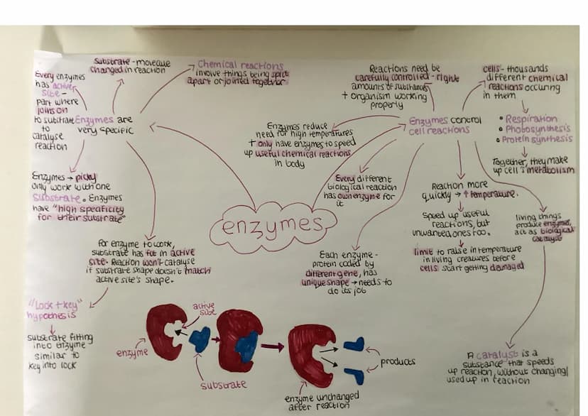cell membrane - controls what
goes intout. Supported by
cell wal
Chromosomal DNA-
(one long circular chromosome)
controls cell's activites &