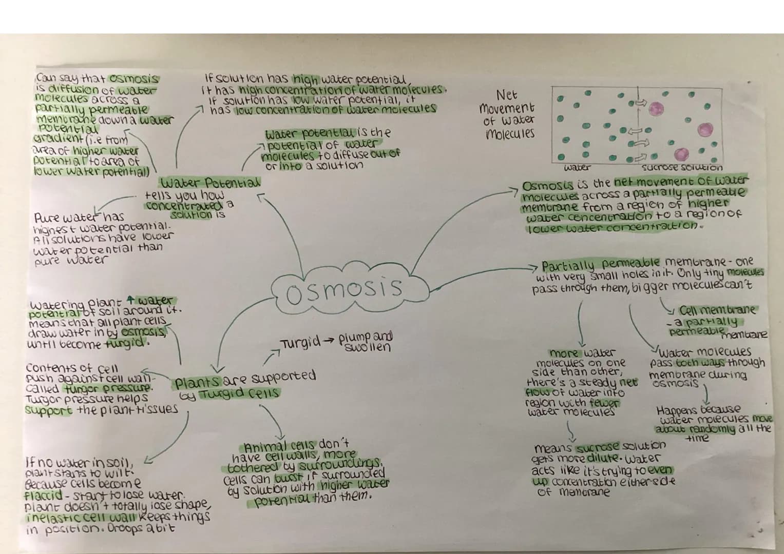 cell membrane - controls what
goes intout. Supported by
cell wal
Chromosomal DNA-
(one long circular chromosome)
controls cell's activites &