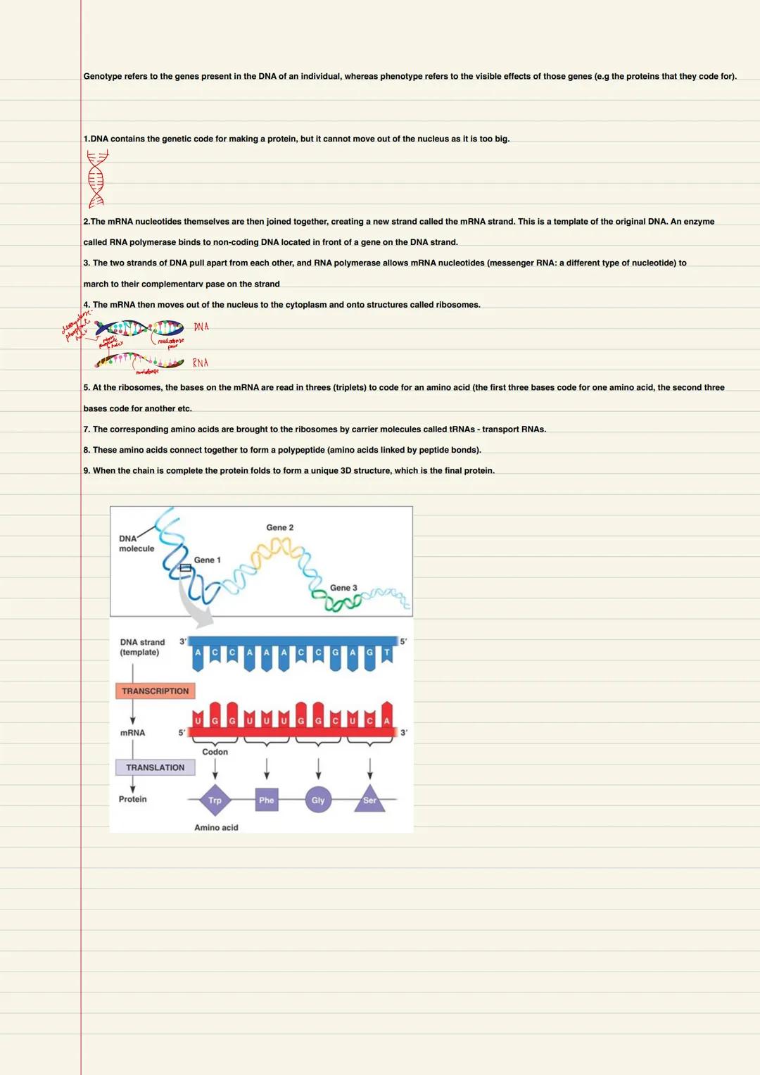 Biology
B1- Cells and microscopy
Explain how the subcellular structures of eukaryotic and prokaryotic cells are related to their functions, 