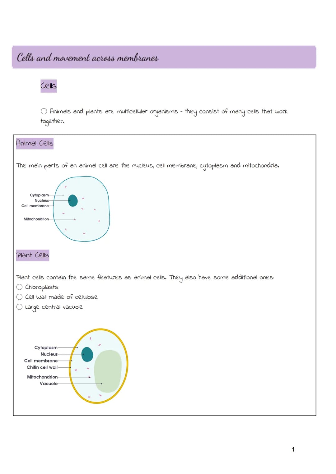 
<h2 id="cellsandmovementacrossmembranes">Cells and Movement Across Membranes</h2>
<h3 id="animalcells">Animal Cells</h3>
<p>Animals and pla