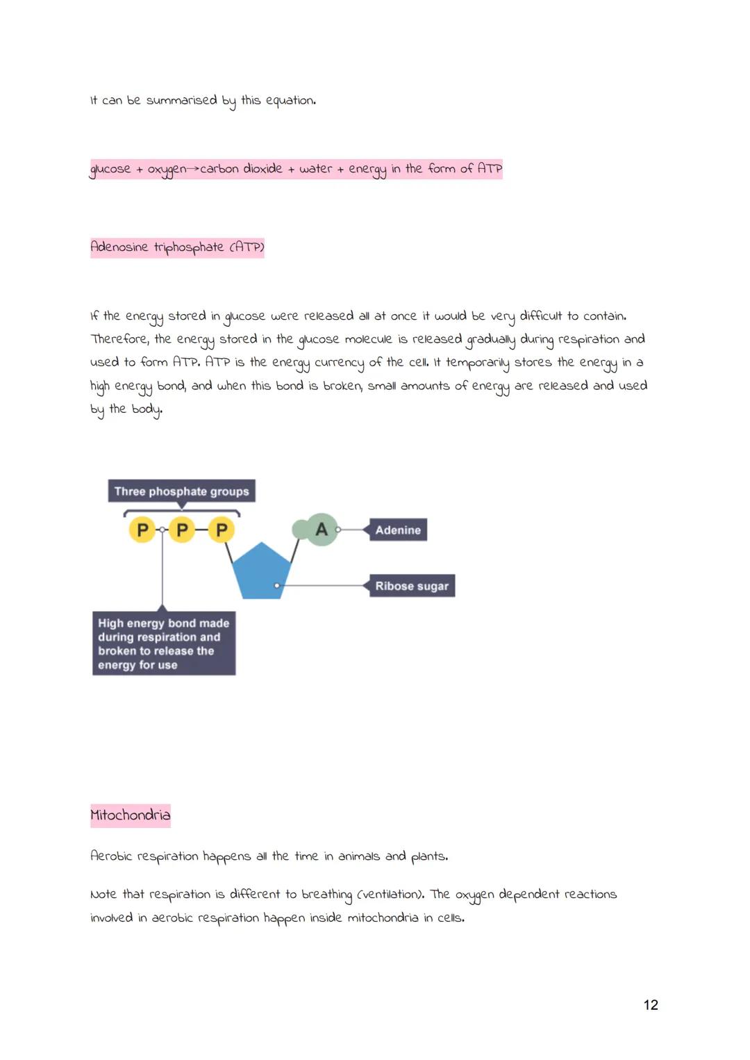 
<h2 id="cellsandmovementacrossmembranes">Cells and Movement Across Membranes</h2>
<h3 id="animalcells">Animal Cells</h3>
<p>Animals and pla