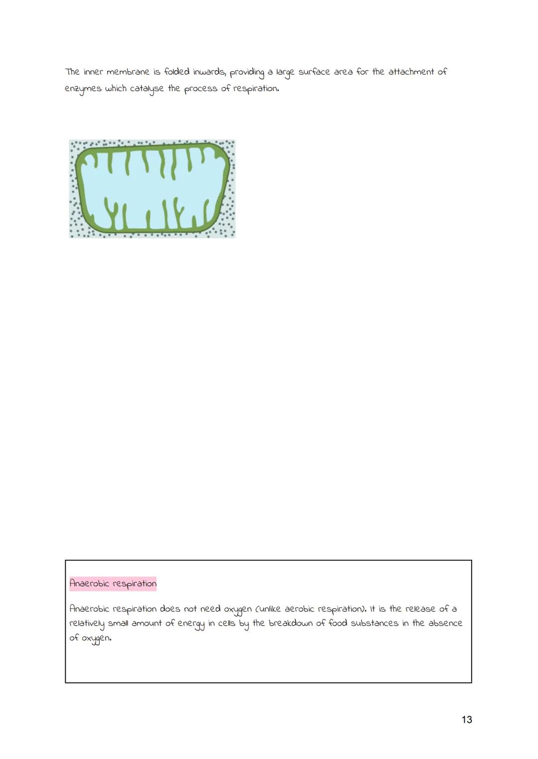 
<h2 id="cellsandmovementacrossmembranes">Cells and Movement Across Membranes</h2>
<h3 id="animalcells">Animal Cells</h3>
<p>Animals and pla