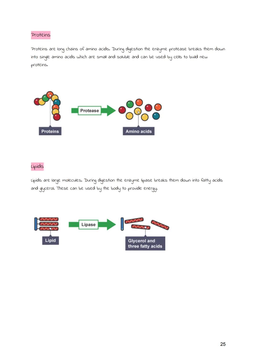 
<h2 id="cellsandmovementacrossmembranes">Cells and Movement Across Membranes</h2>
<h3 id="animalcells">Animal Cells</h3>
<p>Animals and pla