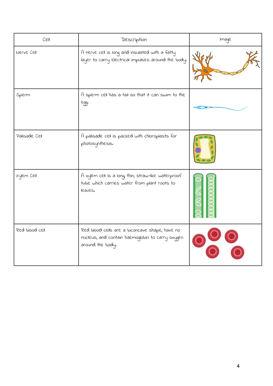 
<h2 id="cellsandmovementacrossmembranes">Cells and Movement Across Membranes</h2>
<h3 id="animalcells">Animal Cells</h3>
<p>Animals and pla