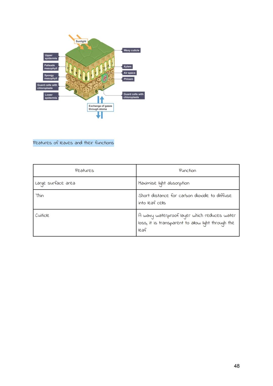 
<h2 id="cellsandmovementacrossmembranes">Cells and Movement Across Membranes</h2>
<h3 id="animalcells">Animal Cells</h3>
<p>Animals and pla