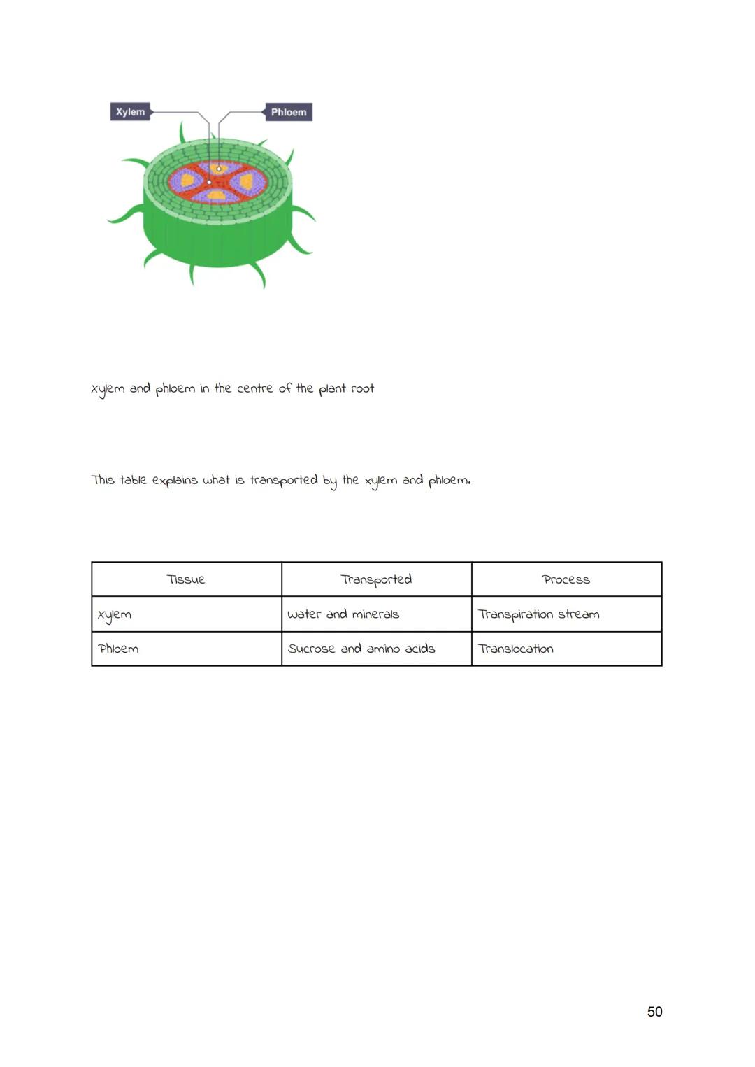 
<h2 id="cellsandmovementacrossmembranes">Cells and Movement Across Membranes</h2>
<h3 id="animalcells">Animal Cells</h3>
<p>Animals and pla