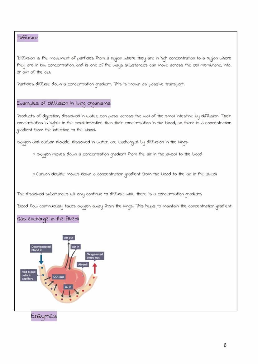 
<h2 id="cellsandmovementacrossmembranes">Cells and Movement Across Membranes</h2>
<h3 id="animalcells">Animal Cells</h3>
<p>Animals and pla
