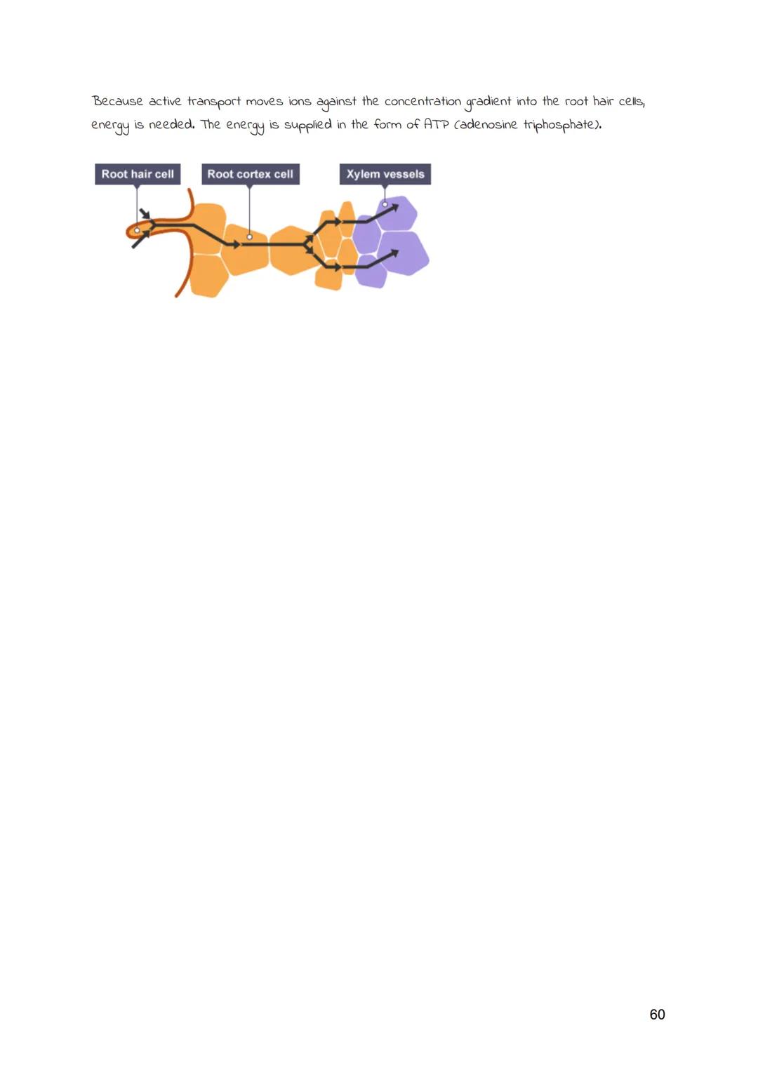 
<h2 id="cellsandmovementacrossmembranes">Cells and Movement Across Membranes</h2>
<h3 id="animalcells">Animal Cells</h3>
<p>Animals and pla