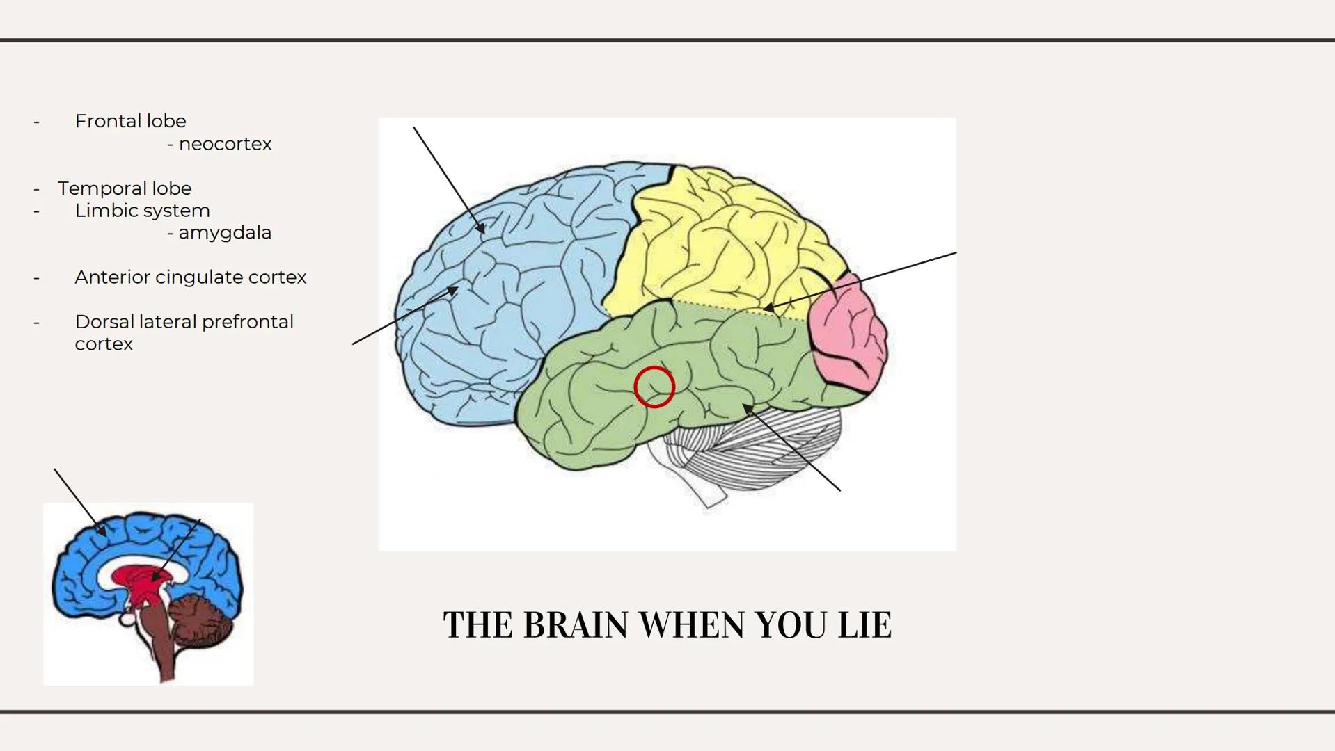 THE TRUTHS OF LYING 01
WHAT IS LYING?
Types Of Lies
Effects on the brain Types of lies
01
White
04
Plastic Trophy
02
Concealment
05
Puppetee