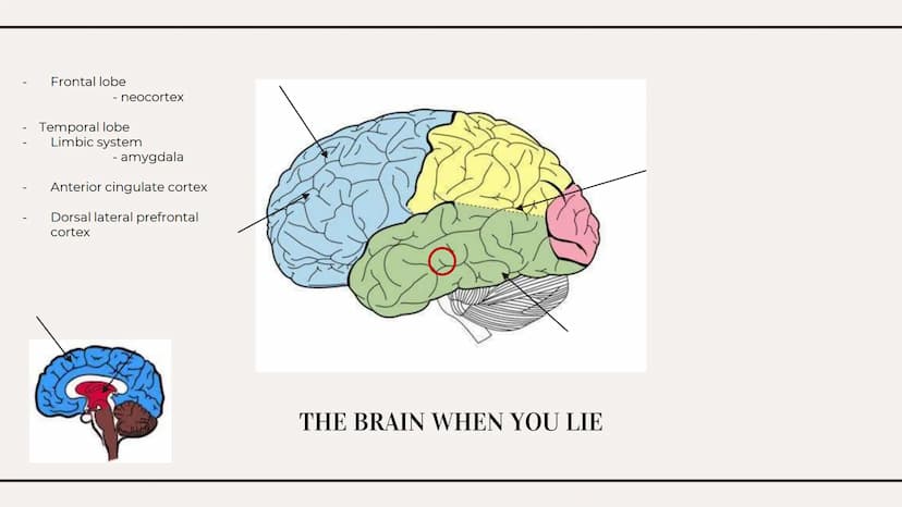 THE TRUTHS OF LYING 01
WHAT IS LYING?
Types Of Lies
Effects on the brain Types of lies
01
White
04
Plastic Trophy
02
Concealment
05
Puppetee