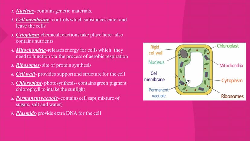 Biology Paper 1
Biology Cell biology Cytoplasm-
Cell membrane
Murcin cell wall-
Cell capsule
Mitochondrion
Nucleoid
Plasmid
Flagellum
}
1.1 