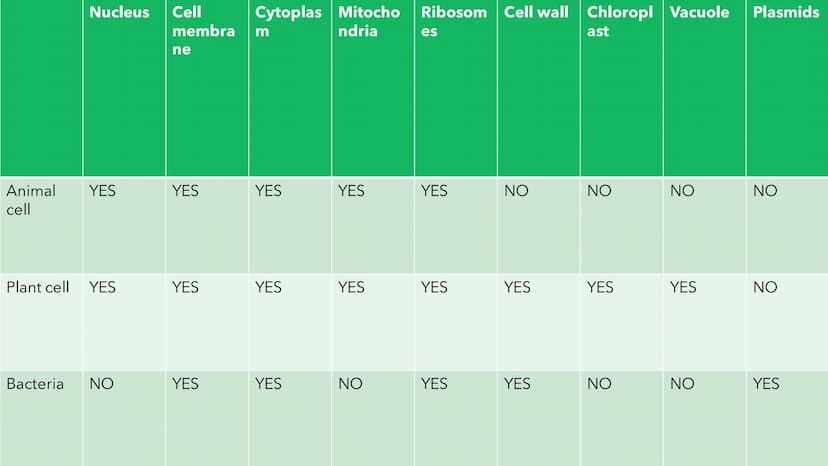 Biology Paper 1
Biology Cell biology Cytoplasm-
Cell membrane
Murcin cell wall-
Cell capsule
Mitochondrion
Nucleoid
Plasmid
Flagellum
}
1.1 