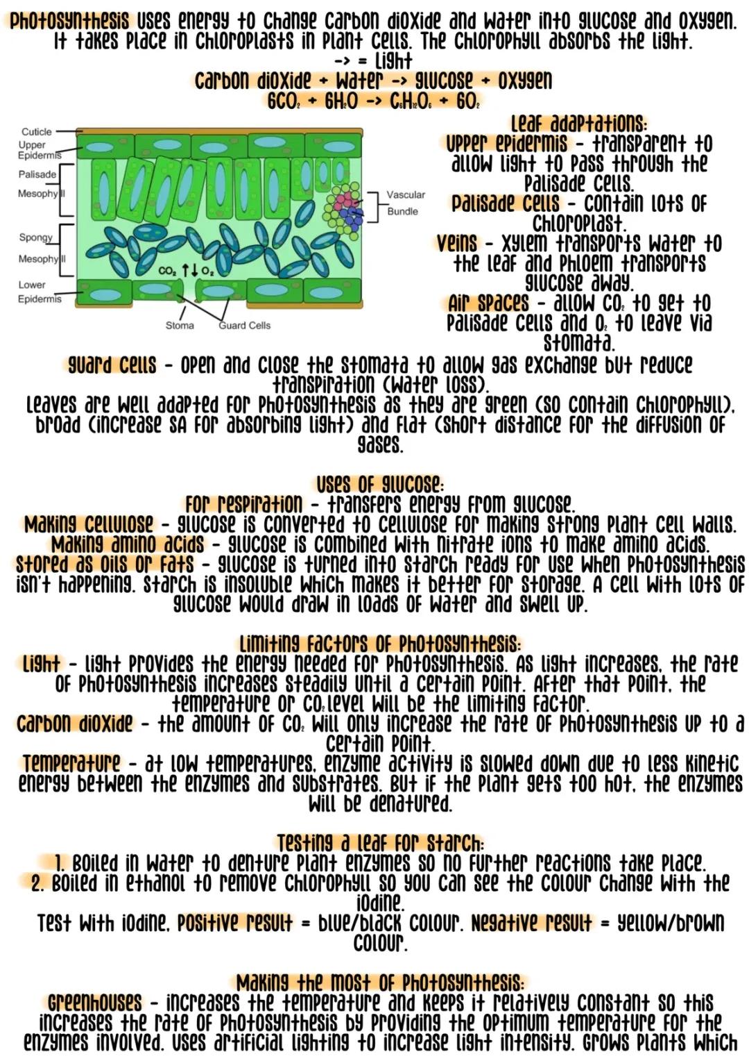 AQA GCSE Biology B8: Easy Photosynthesis Notes and Fun Leaf Facts