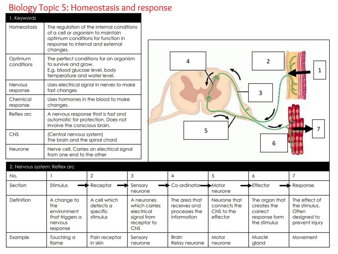 HOMEOSTASIS AND RESPONSE