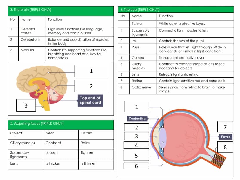 Biology Topic 5: Homeostasis and response
1. Keywords
Homeostasis
Optimum
conditions
Nervous
response
Chemical
response
Reflex arc
CNS
Neuro