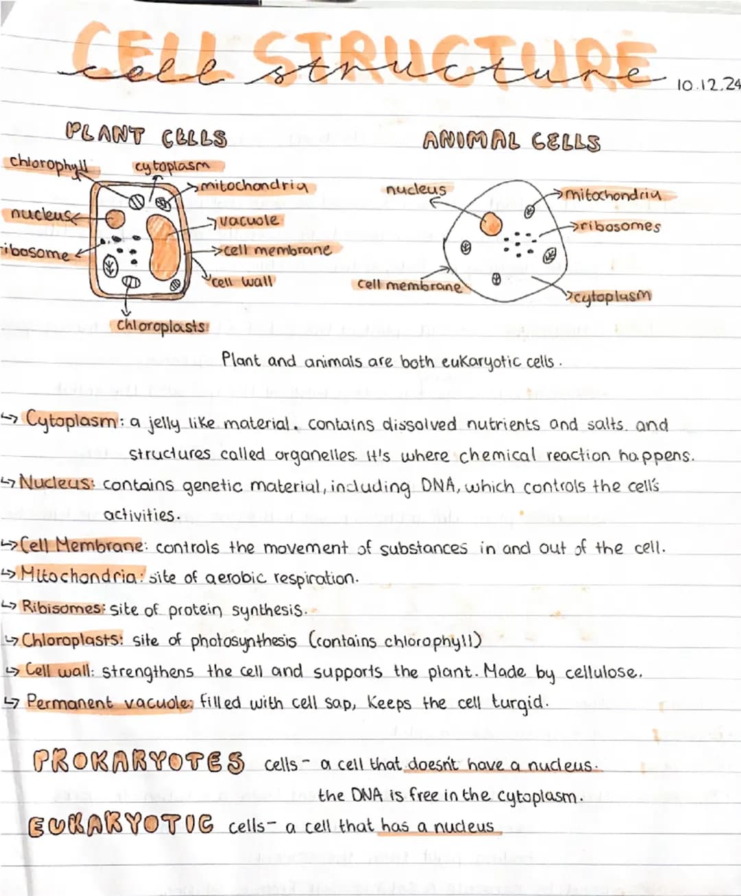 CELL STRUCTURE 11/22
PLANT CELLS
cytoplasm
Smitochondria
ANIMAL CELLS
nucleus
mitochondria
ribosomes
chlorophy
nucleuse
ibosomes
vacuole
>ce