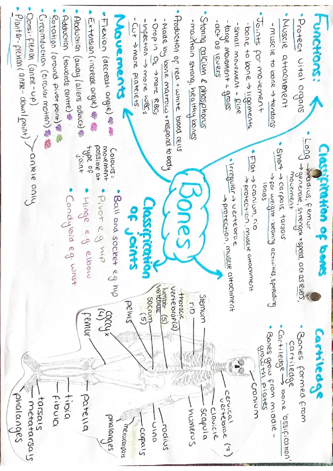Detailed Mind Maps of Human Bones and Muscles