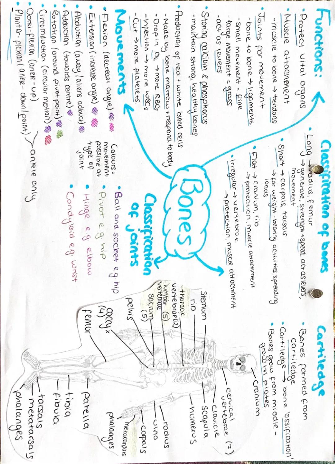 Functions:
•Protect vital
organs
Muscle attachment
-muscle to bone → tendons
•Joints for movement
-bone to bone ligaments
-Small movement - 