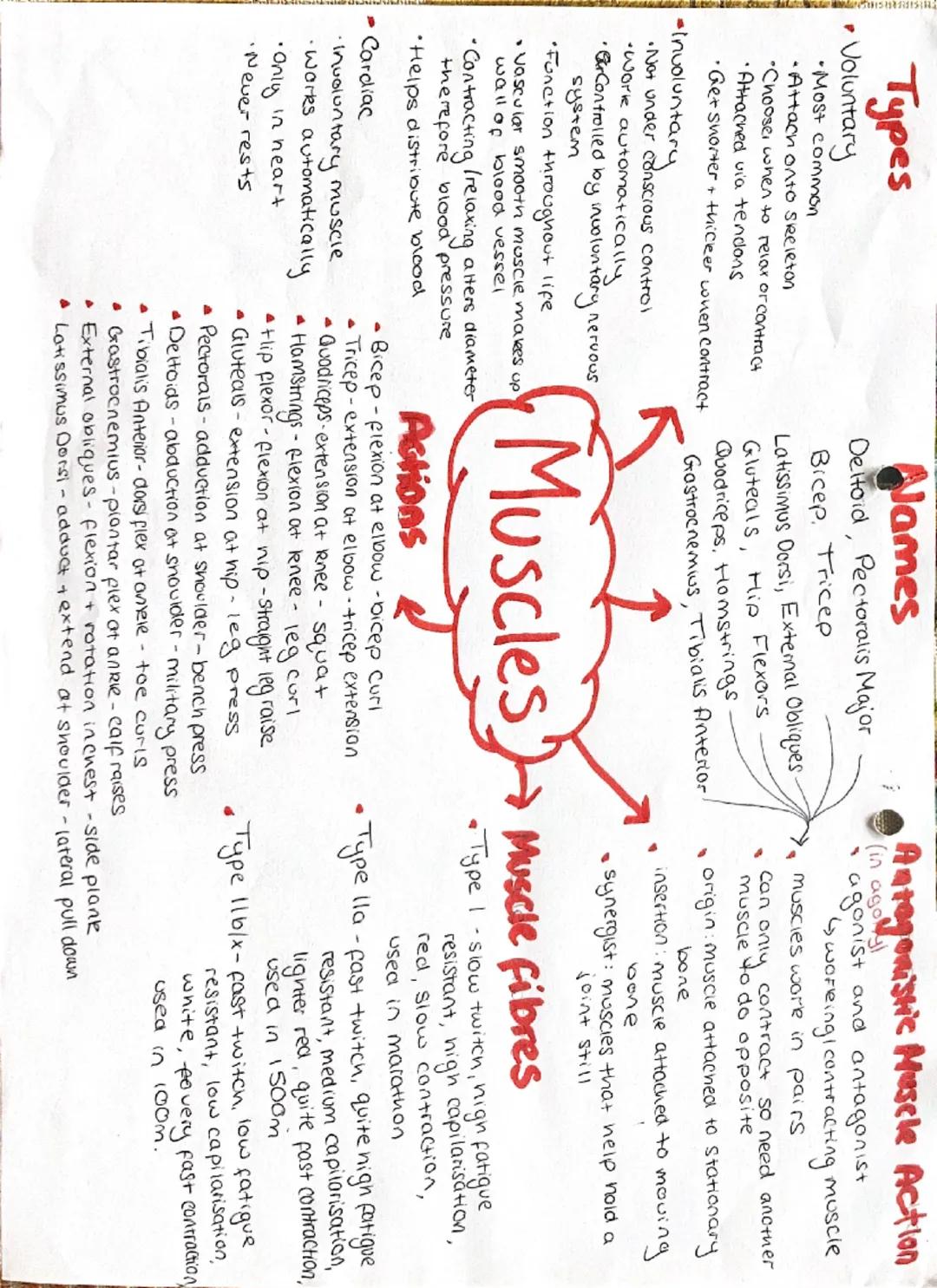 Functions:
•Protect vital
organs
Muscle attachment
-muscle to bone → tendons
•Joints for movement
-bone to bone ligaments
-Small movement - 