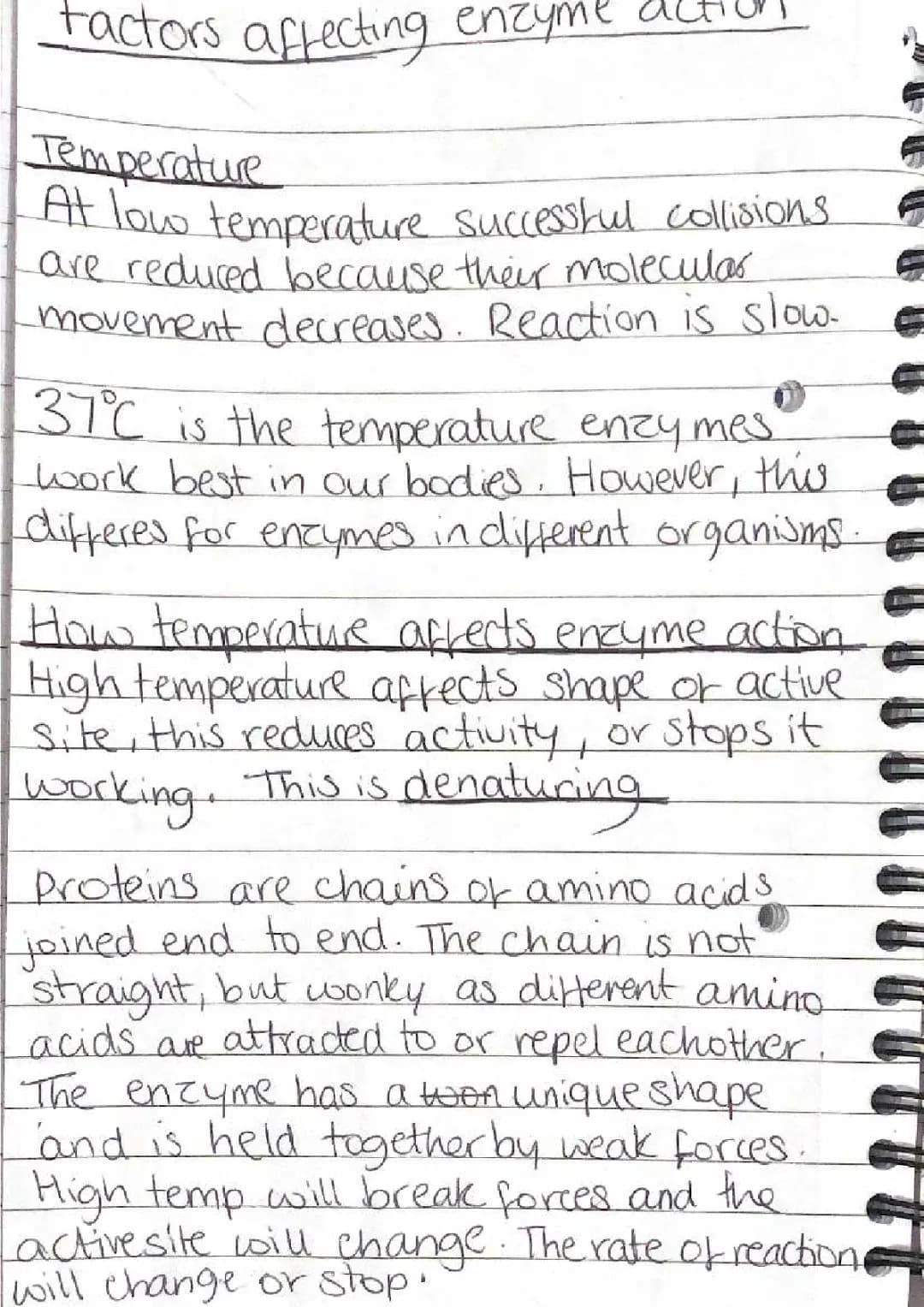 How Temperature, pH, and Substrate Affect Enzymes