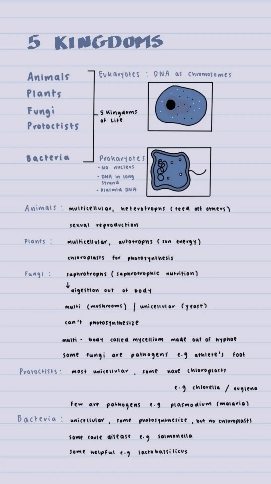 5 KINGDOMS
Animals
Plants
Fungi
Protoctists
Bacteria
Plants:
Fungi :
Eukaryotes: DNA as Chromosomes
Animals multicellular, heterotrophs (fee