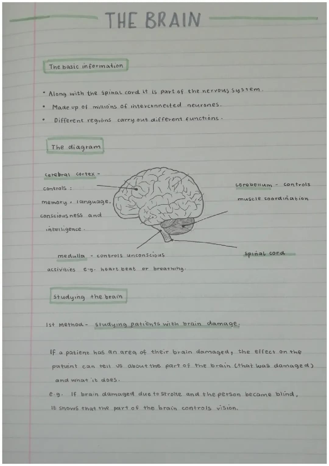 The brain 