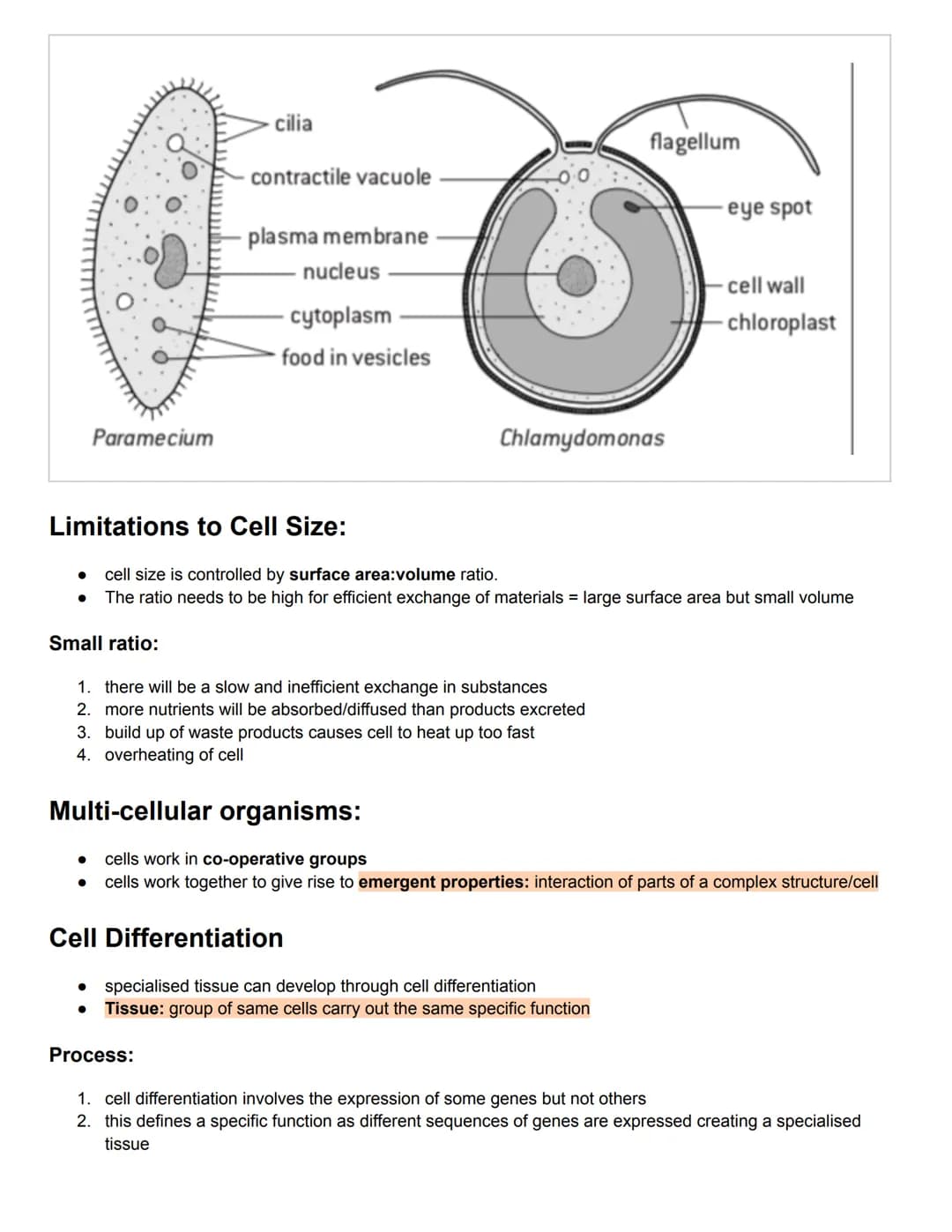 C1.1 Introduction to Cells
Cell Theory:
1. organisms are made of more than 1 cells
2. the cell is the basic unit structure of organisms
3. c