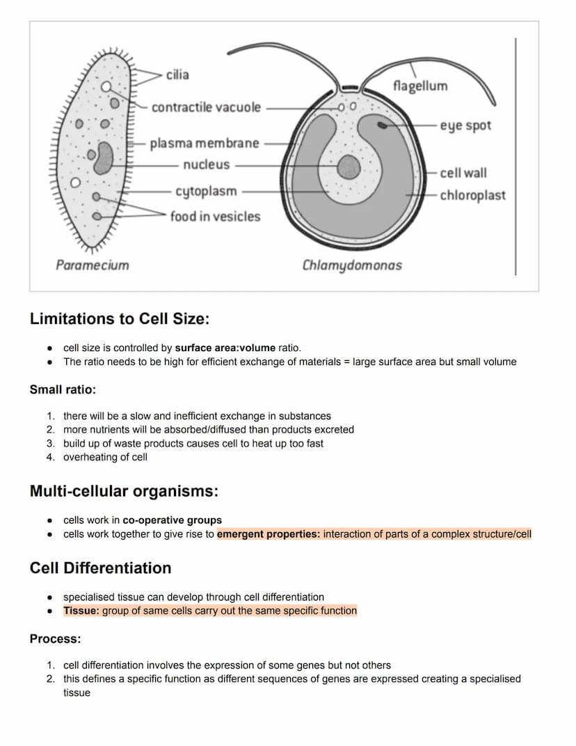 C1.1 Introduction to Cells
Cell Theory:
1. organisms are made of more than 1 cells
2. the cell is the basic unit structure of organisms
3. c