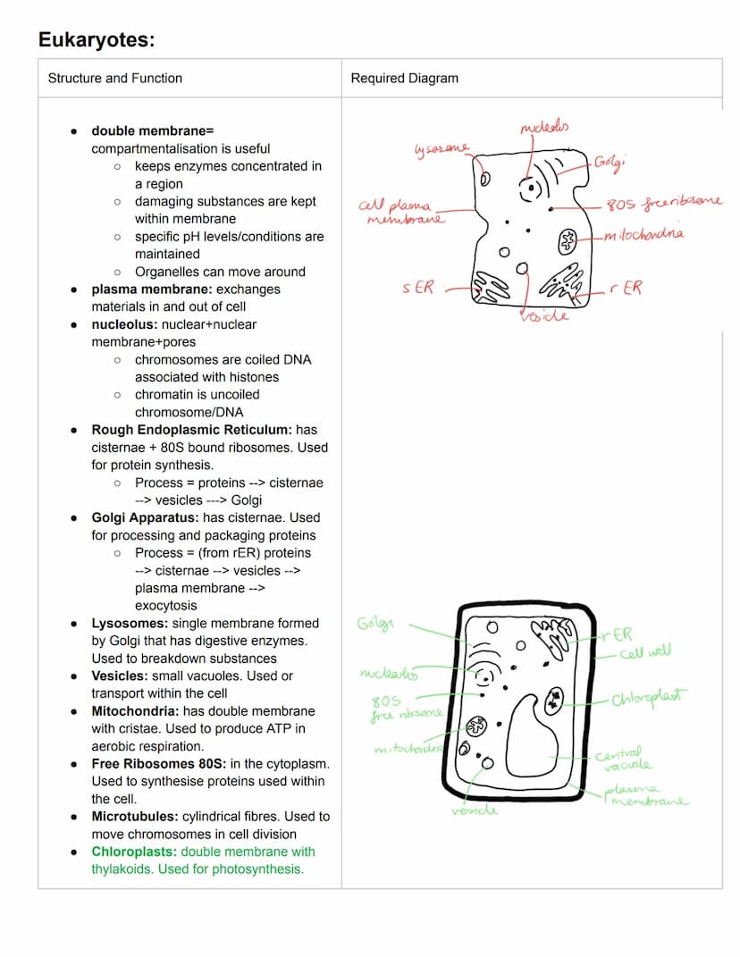 C1.1 Introduction to Cells
Cell Theory:
1. organisms are made of more than 1 cells
2. the cell is the basic unit structure of organisms
3. c