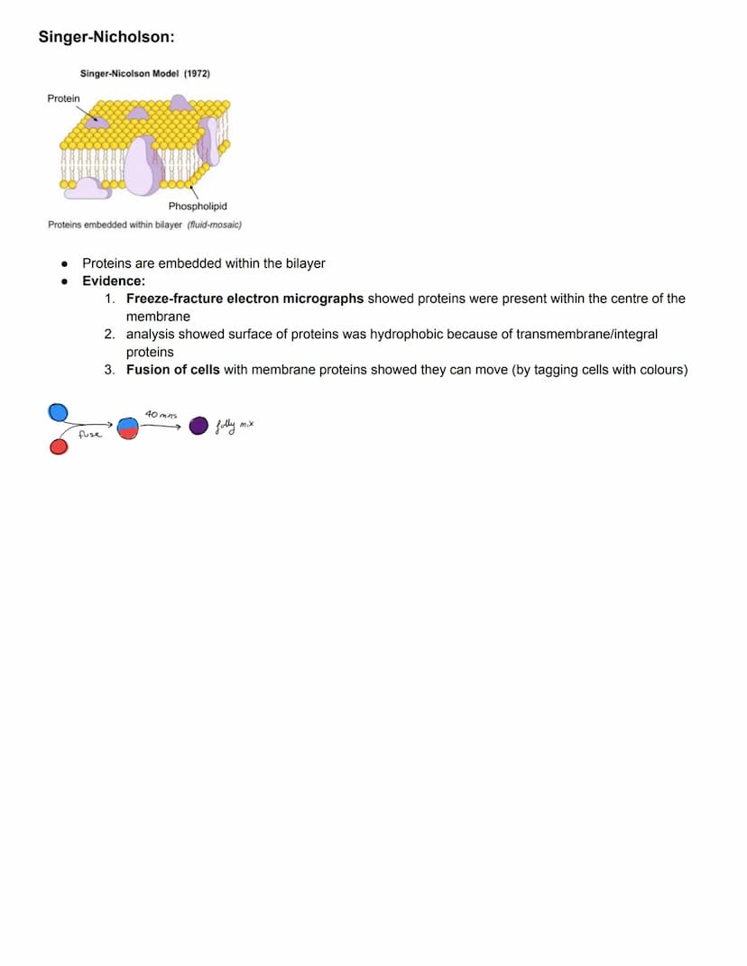 C1.1 Introduction to Cells
Cell Theory:
1. organisms are made of more than 1 cells
2. the cell is the basic unit structure of organisms
3. c