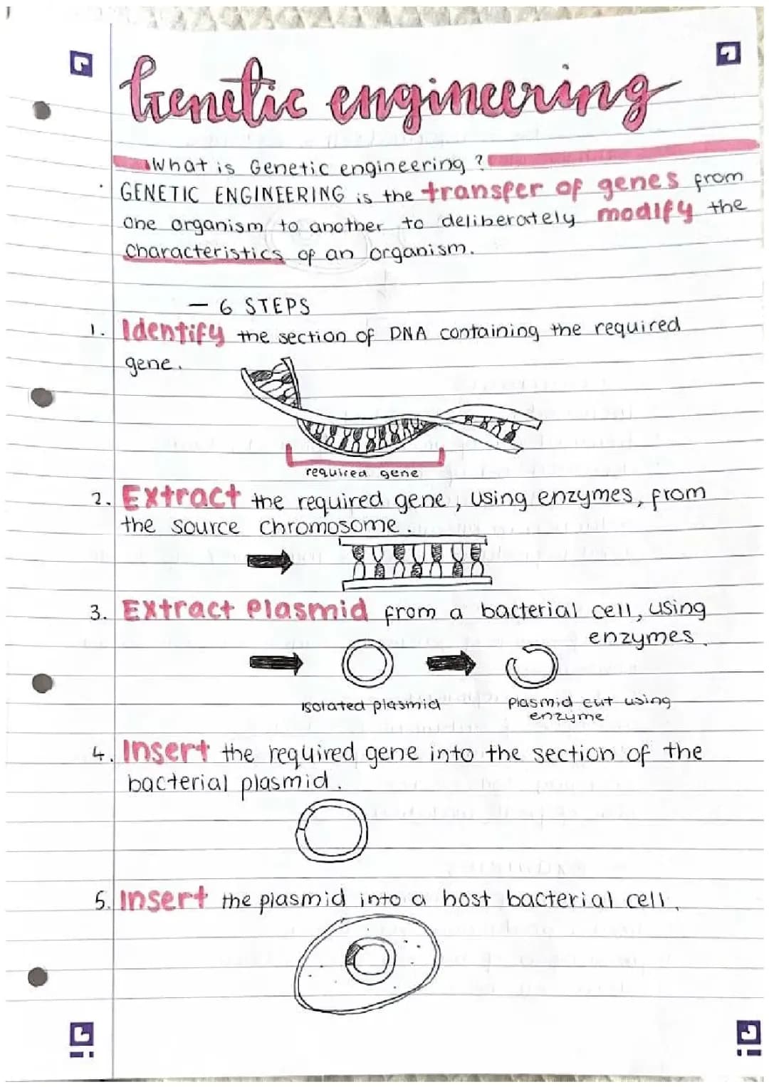 What Are Genetic Engineering Steps? Pros, Cons, and Examples!