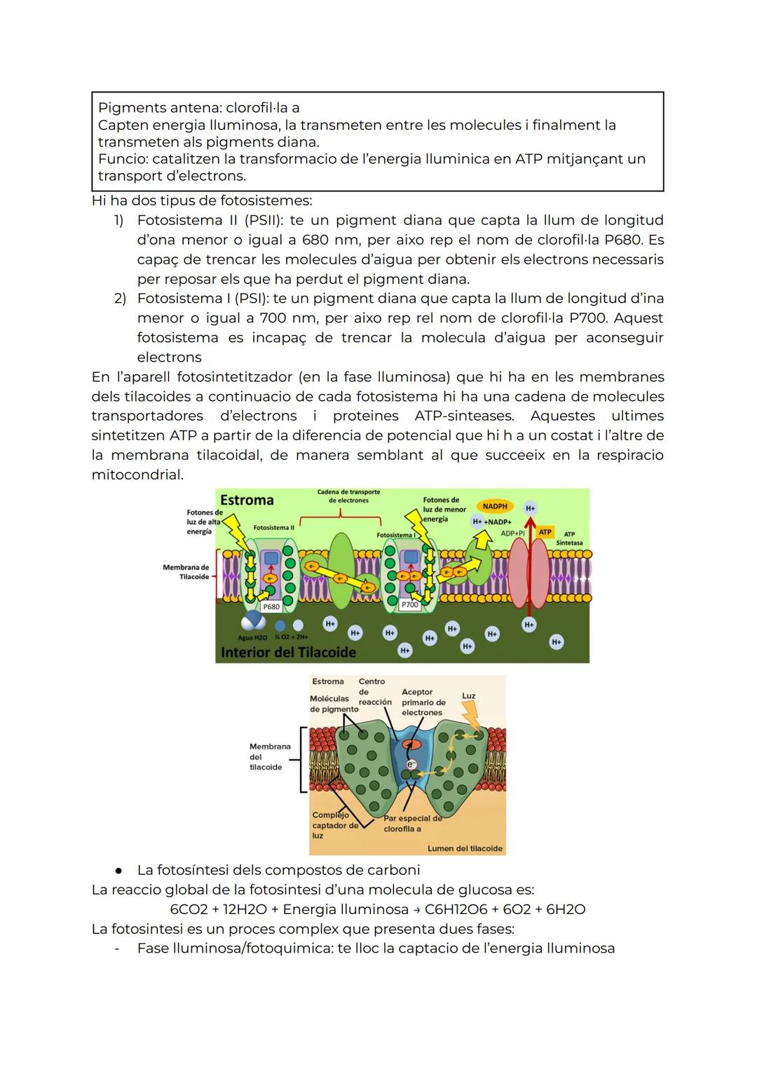TEMA 3. L'ANABOLISME AUTÒTROF

1. Anabolsime

L'anabolisme es la via constructiva del metabolisme, es a dir, la ruta de sintesi de
molecules