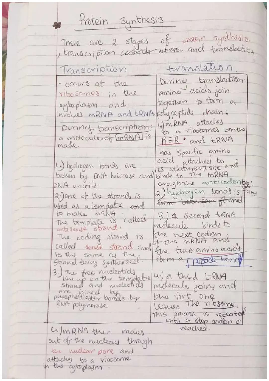 Protein Synthesis Steps for Kids: Transcription and Translation Fun