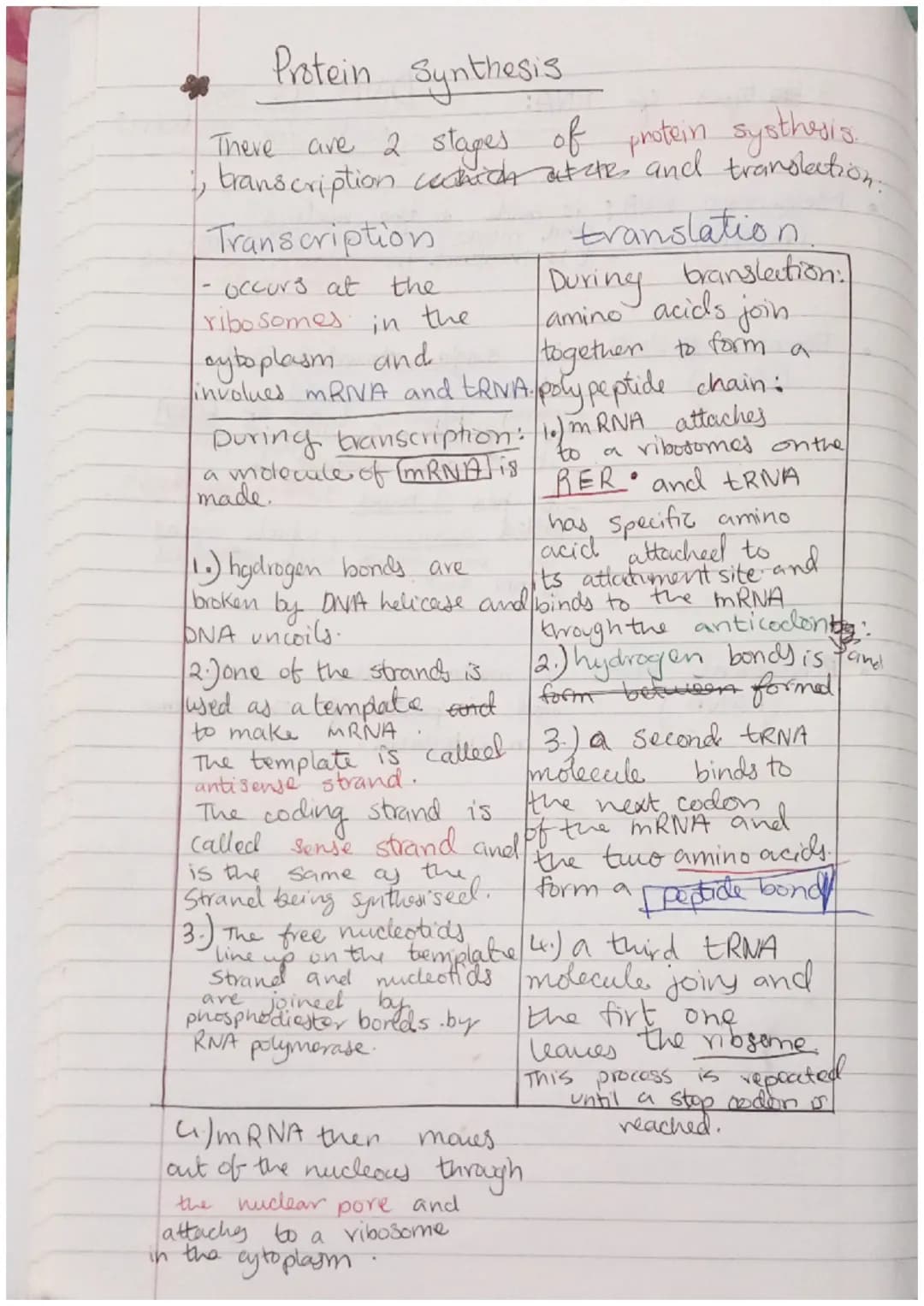 Protein Synthesis
There are 2 stages of protein systhesis.
branscription which at the and translation.
Transcription
translation
1- occurs a