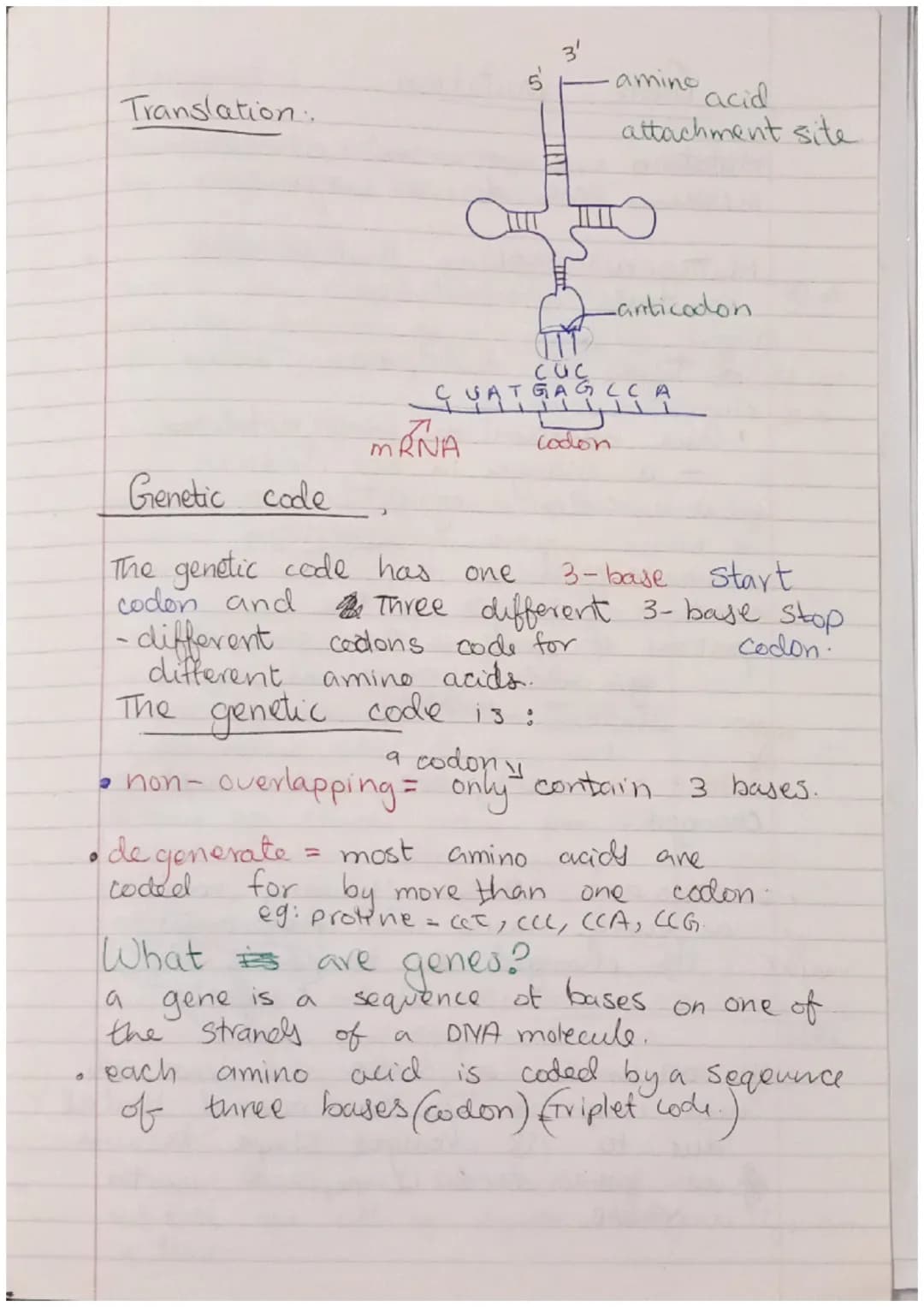 Protein Synthesis
There are 2 stages of protein systhesis.
branscription which at the and translation.
Transcription
translation
1- occurs a