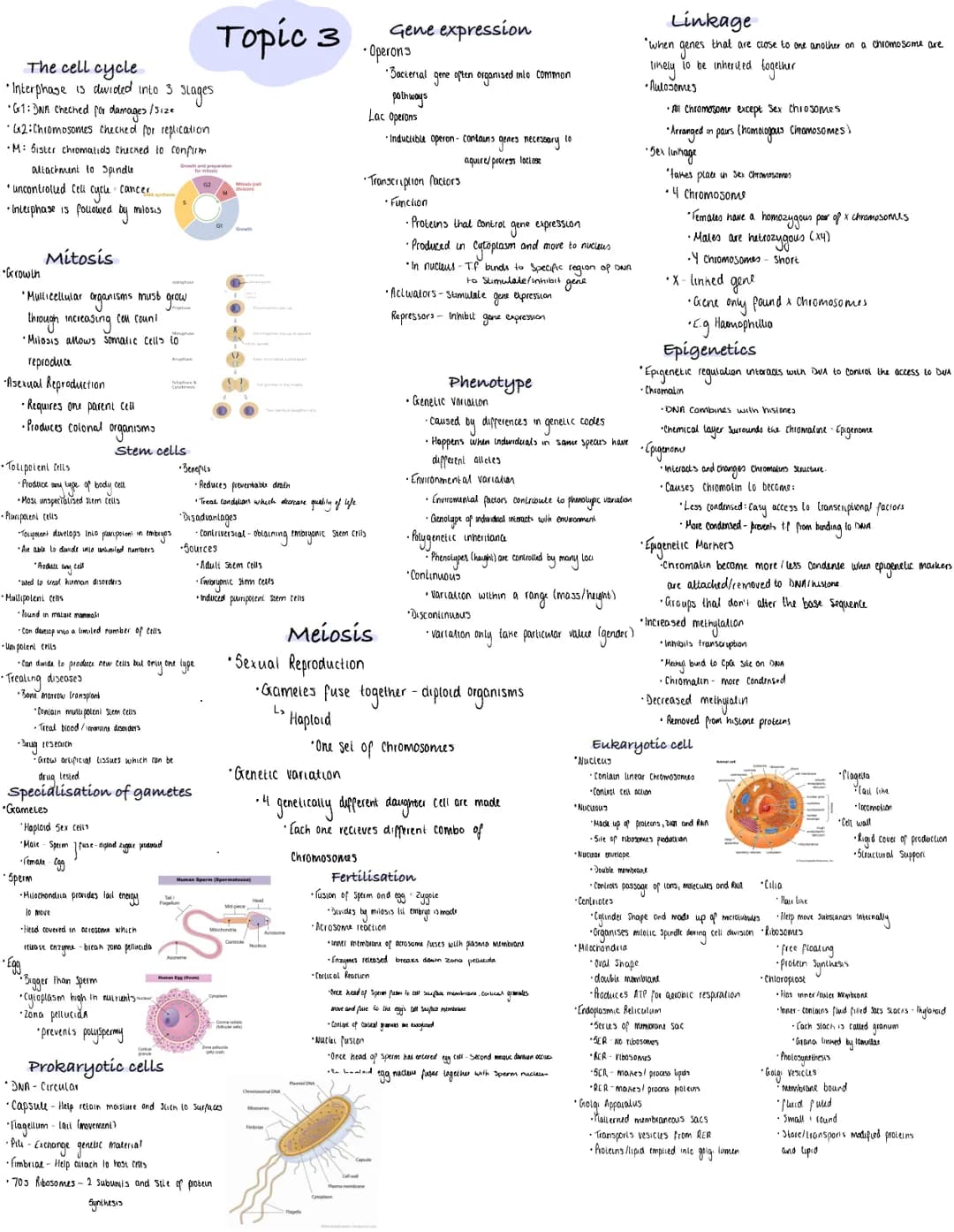 The cell cycle
• Interphase is divided into 3 stages
•G1: DNA Cheched for damages / Size
•G2: Chromosomes checked for replication
•M: Sister