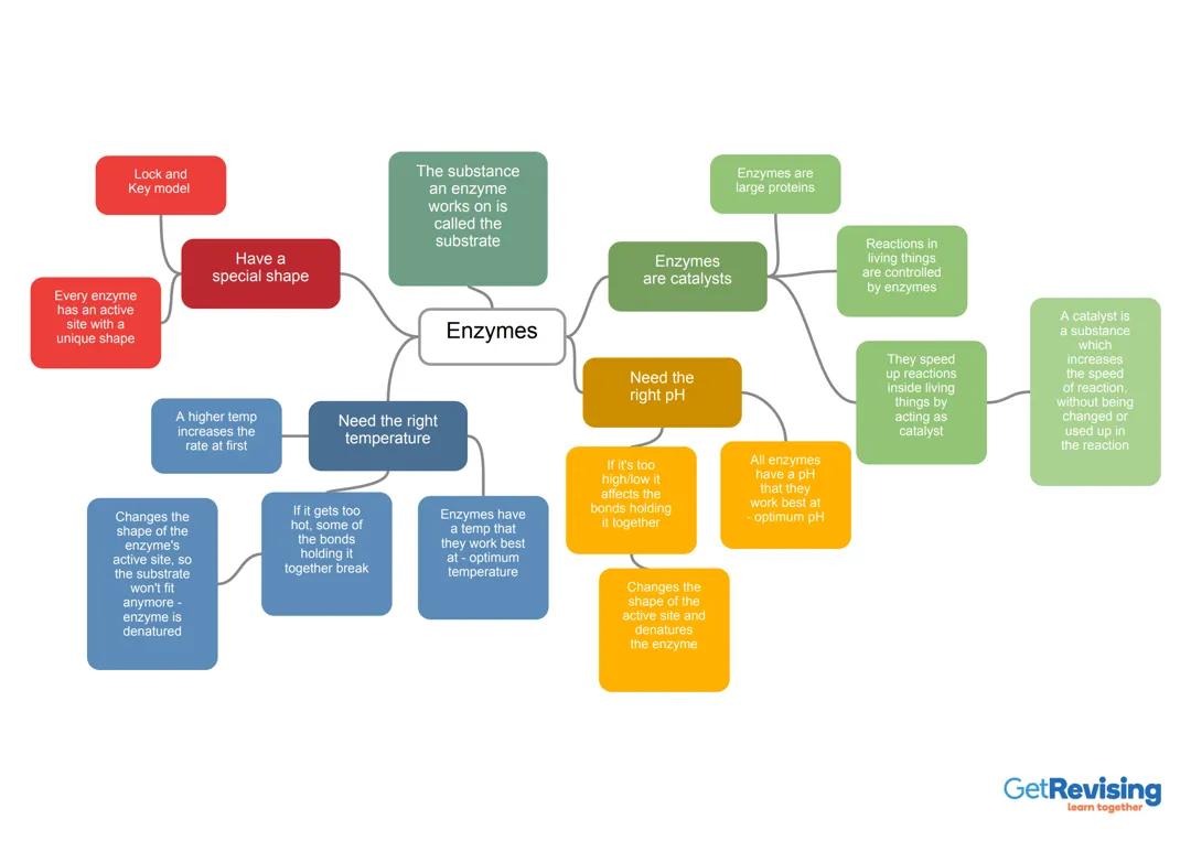 Enzymes Mindmap