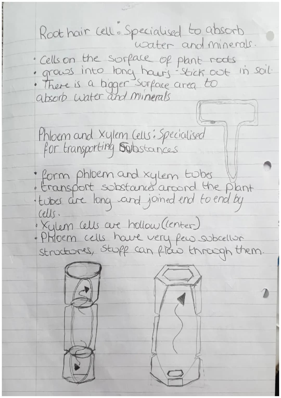 Organisms
Biology Revision
Cells
Can be either Prokaryotic.
Prokaryotes cells are
meaning they are
organism
Zor
or Eukaryotic.
Small and sim