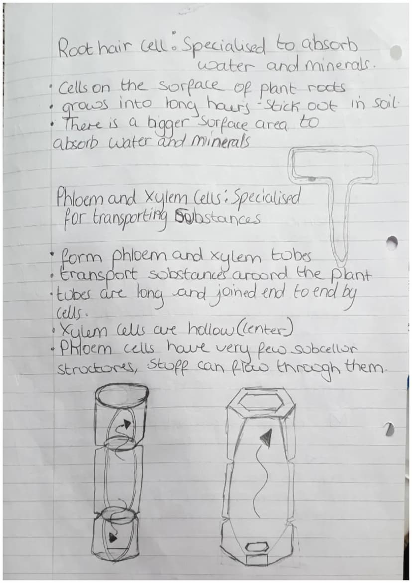 Organisms
Biology Revision
Cells
Can be either Prokaryotic.
Prokaryotes cells are
meaning they are
organism
Zor
or Eukaryotic.
Small and sim