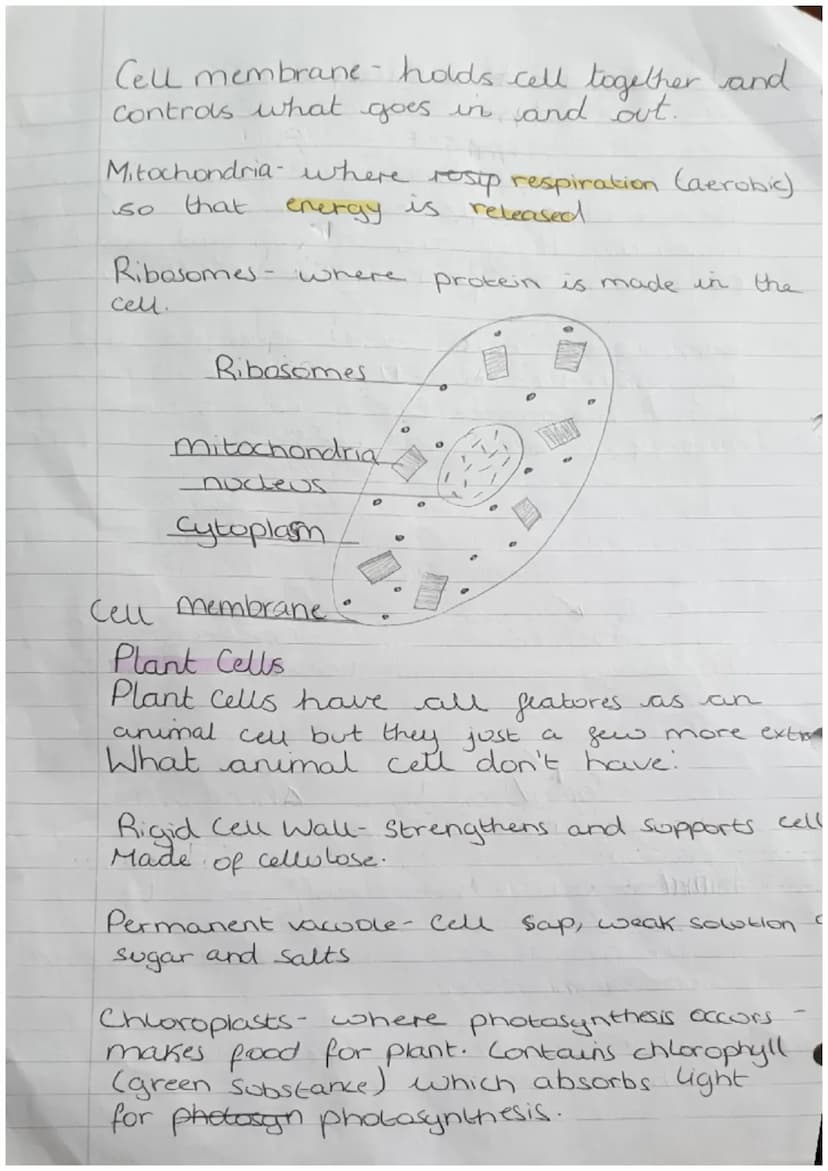Organisms
Biology Revision
Cells
Can be either Prokaryotic.
Prokaryotes cells are
meaning they are
organism
Zor
or Eukaryotic.
Small and sim
