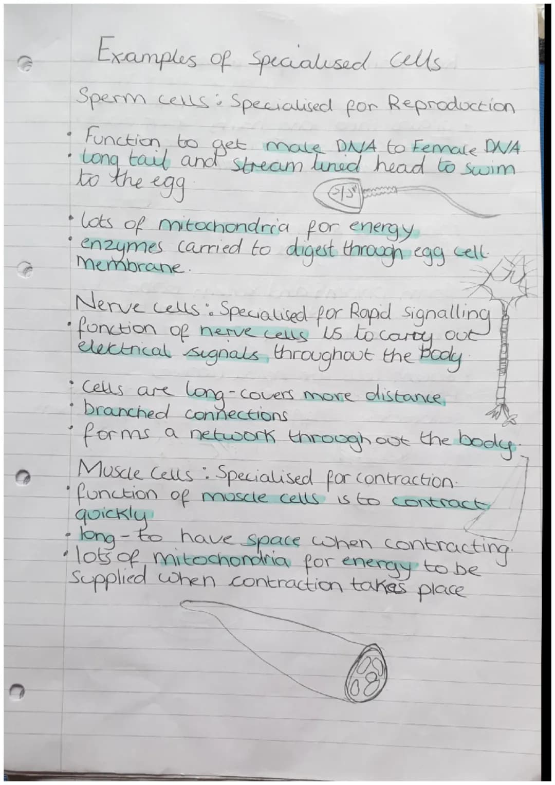 Organisms
Biology Revision
Cells
Can be either Prokaryotic.
Prokaryotes cells are
meaning they are
organism
Zor
or Eukaryotic.
Small and sim