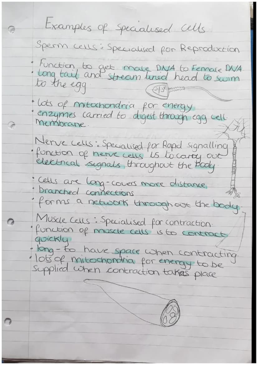 Organisms
Biology Revision
Cells
Can be either Prokaryotic.
Prokaryotes cells are
meaning they are
organism
Zor
or Eukaryotic.
Small and sim