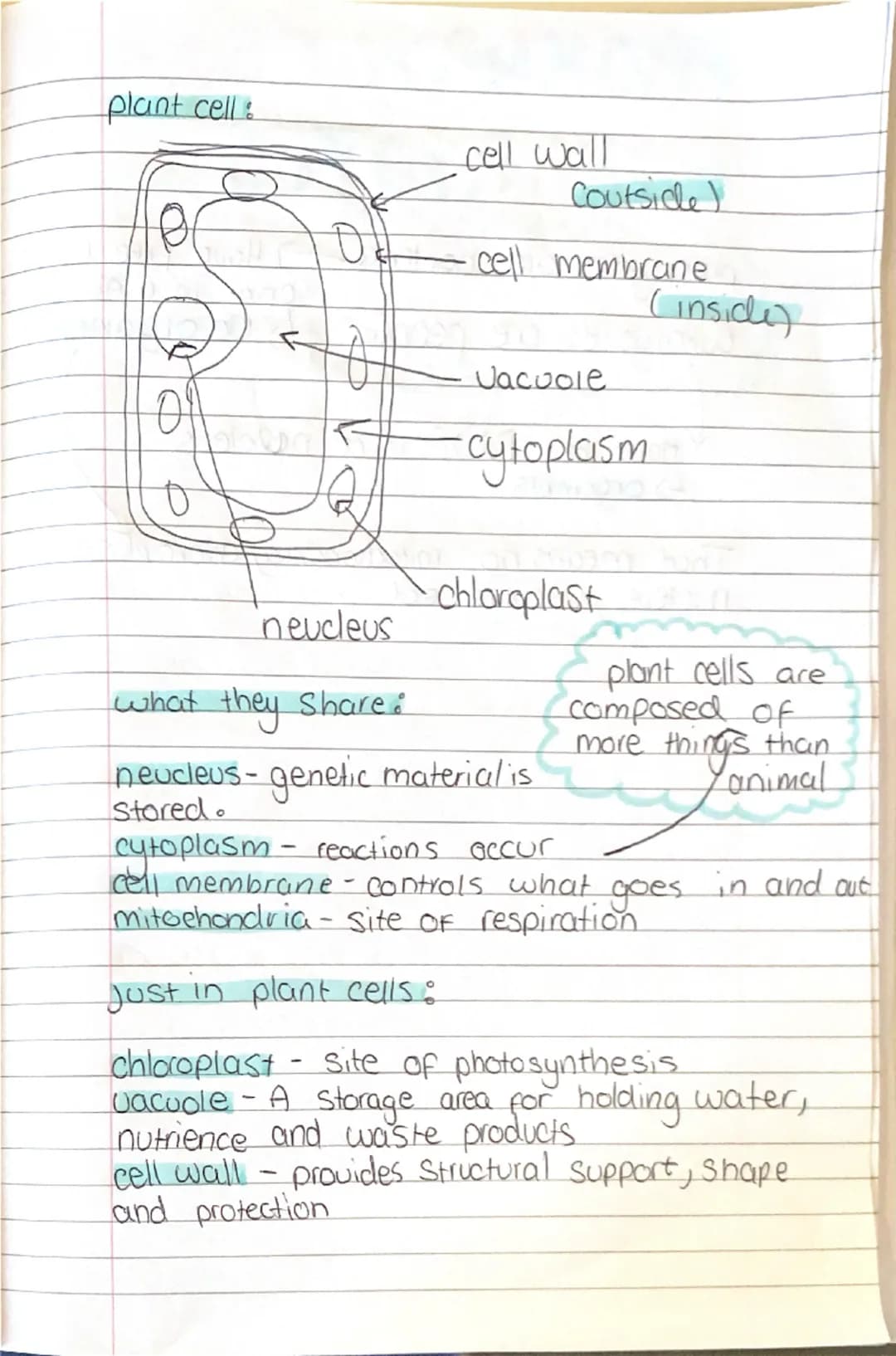 # BIOLOGY

Topics:
- cells/microscope
- Animal, plant, prokaryote, Eukaryotes,
Specialised
- pH
- Osmosis/diffusion
- digestion
- Active tra