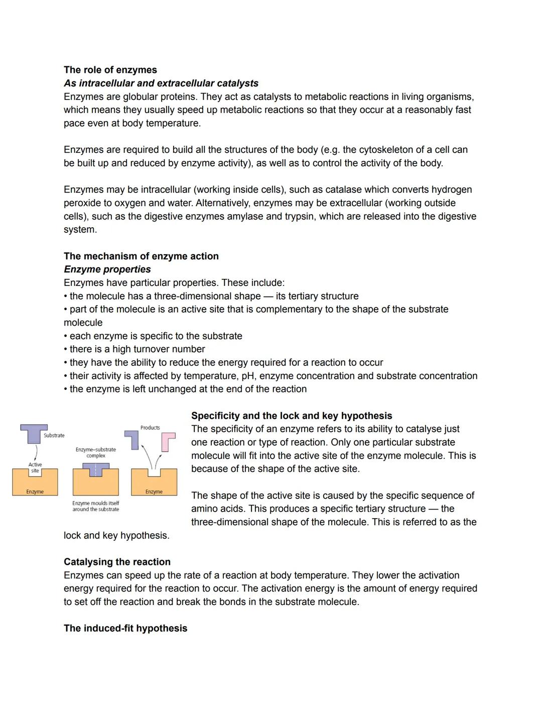 TSU
Active
The role of enzymes
As intracellular and extracellular catalysts
Enzymes are globular proteins. They act as catalysts to metaboli