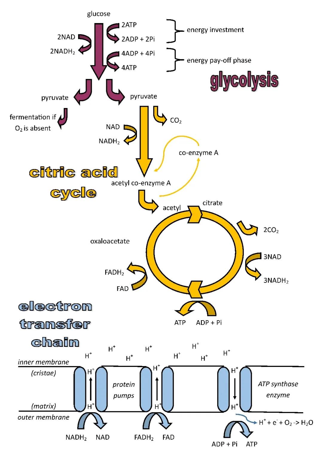 Cellular Respiration