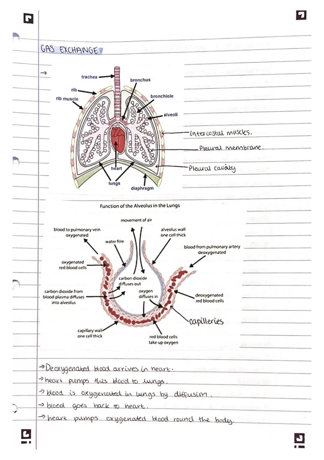 Ji
GAS EXCHANGE
rib
rib muscle
trachea
oxygenated
red blood cells
329222
carbon dioxide from
blood plasma diffuses
into alveolus
បន
blood to