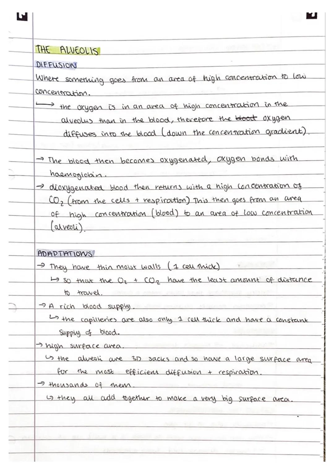 Ji
GAS EXCHANGE
rib
rib muscle
trachea
oxygenated
red blood cells
329222
carbon dioxide from
blood plasma diffuses
into alveolus
បន
blood to