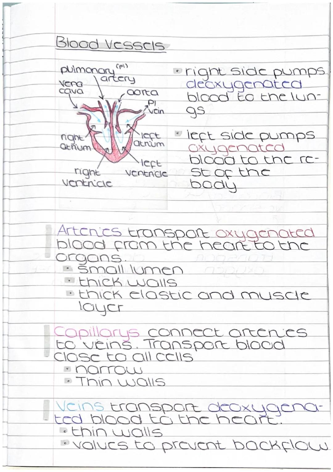 Blood Vessels
(pl)
artery
pulmonary
Vena
cava
night
atňum!
right
ventricle
aorta
PI
vein.
left
atnum
·left
ventricle
right side pumps.
decxy