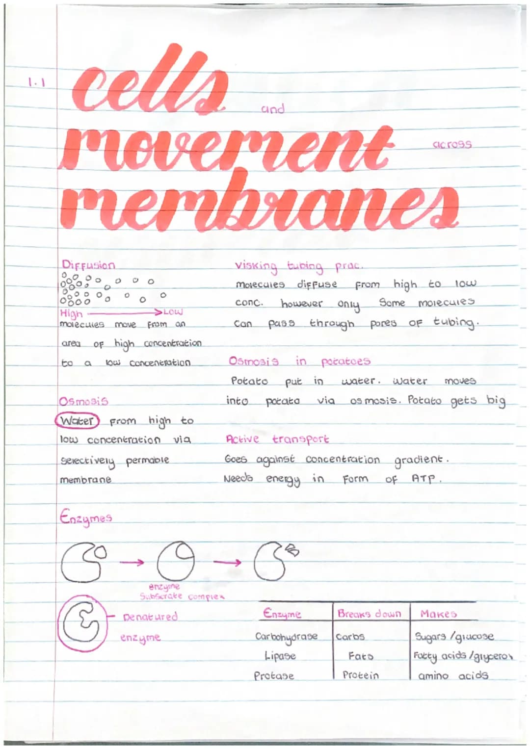 1.1
cells
movememes
Diffusion
LOW
High
molecules move from an
area OF high concentration
to a low concentration.
Osmosis
(Water From high to