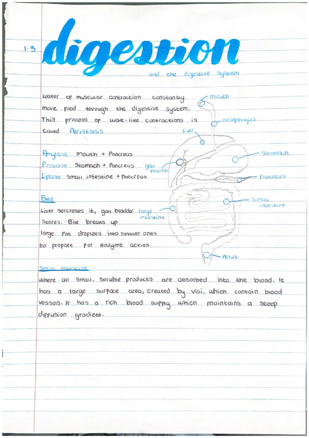1.1
cells
movememes
Diffusion
LOW
High
molecules move from an
area OF high concentration
to a low concentration.
Osmosis
(Water From high to